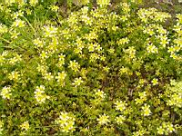 Limnanthes douglasii (fam Limnanthacees) (Californie) (1) (Photo F. Mrugala)